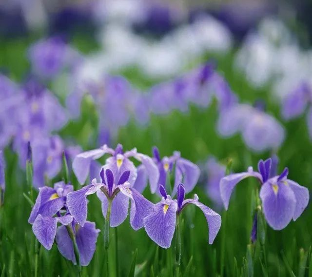 雨水花园植物区,雨水花园水生植物
