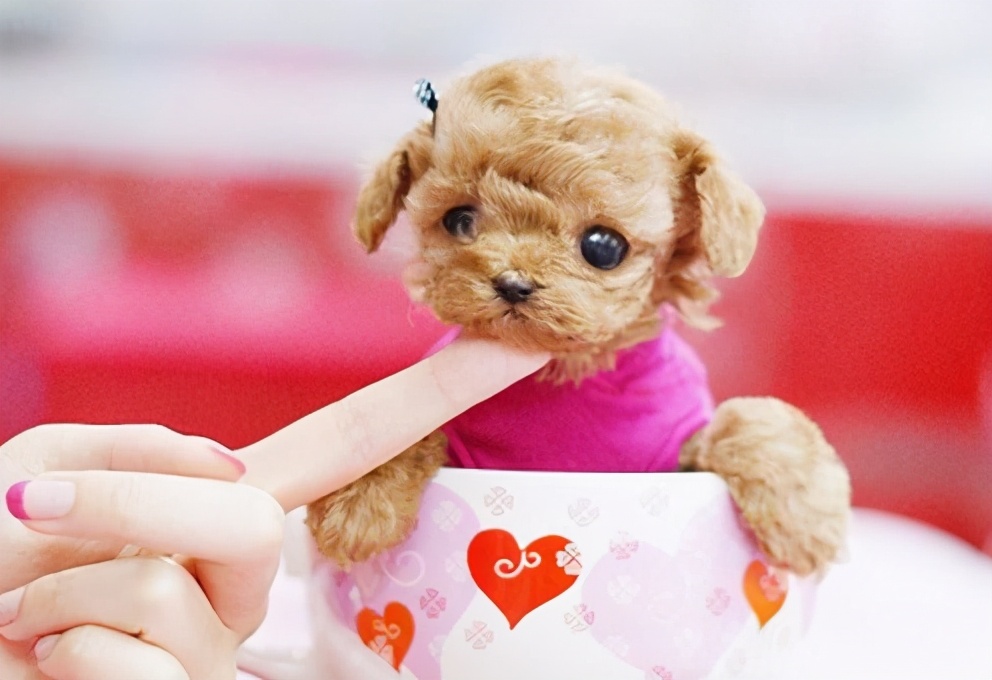 小狗晚上不停哼哼唧唧叫唤怎么办,刚到家的小狗为什么总是喜欢咬人