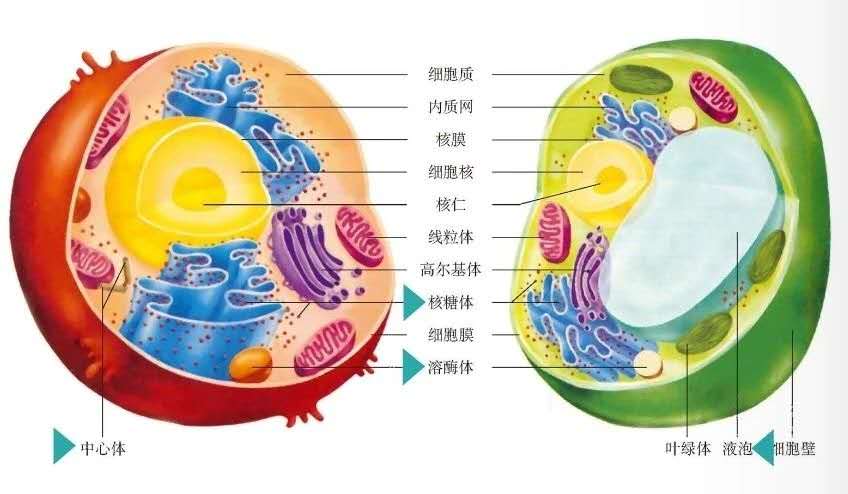 放射治疗什么意思,放射治疗是什么手段