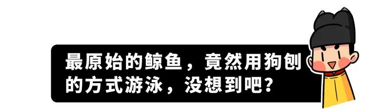 为什么要捕杀鲸鱼?日本人:不是为了吃,这是传统文化