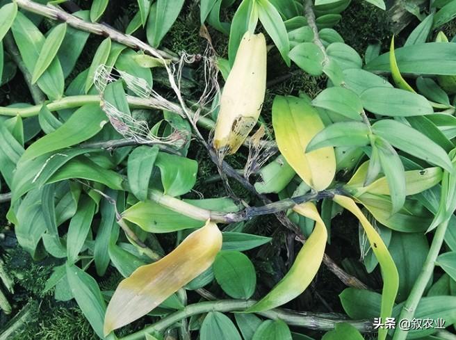 石斛根腐病是什么病害,兜唇石斛是啥意思