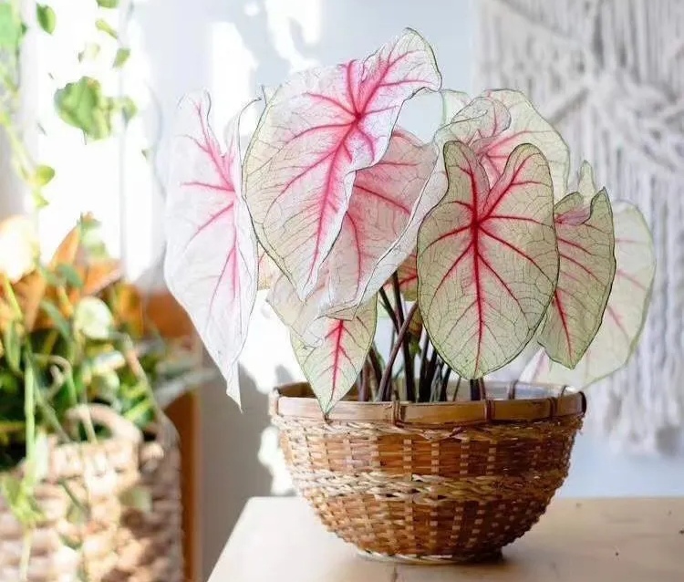 100种绿植大全,50种盆栽绿植花卉大全