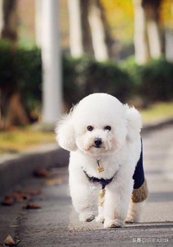 十二星座适合养什么宠物狗,十二星座最喜欢什么样的宠物狗