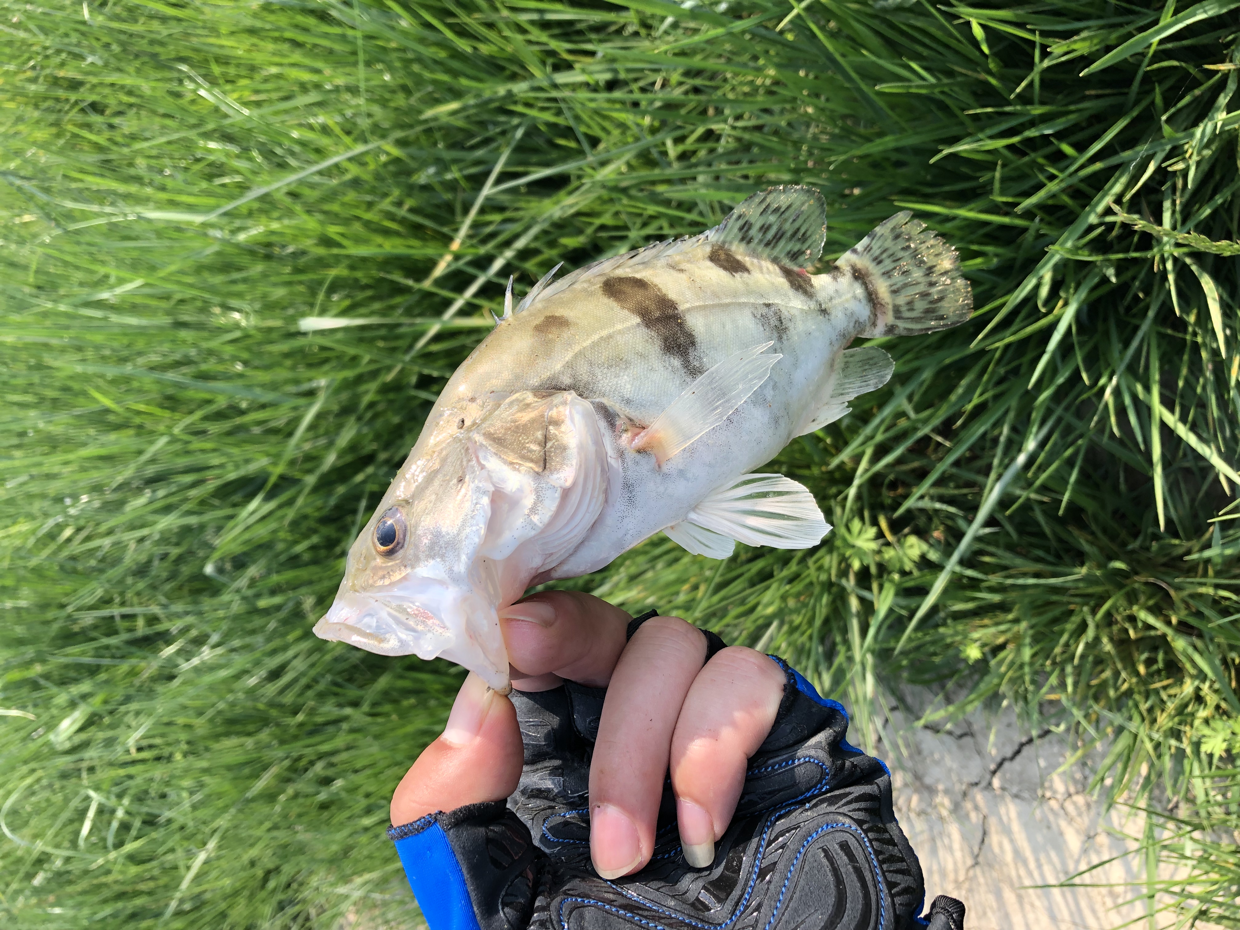 新手玩路亚应该选什么水层对象鱼,玩路亚怎么确定水库有目标鱼