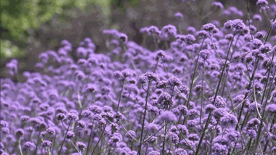 上海最大薰衣草公园,上海薰衣草公园迪士尼