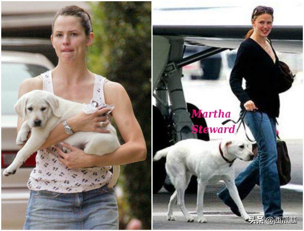 各大明星都养什么狗,公认最好养的十种狗大型犬