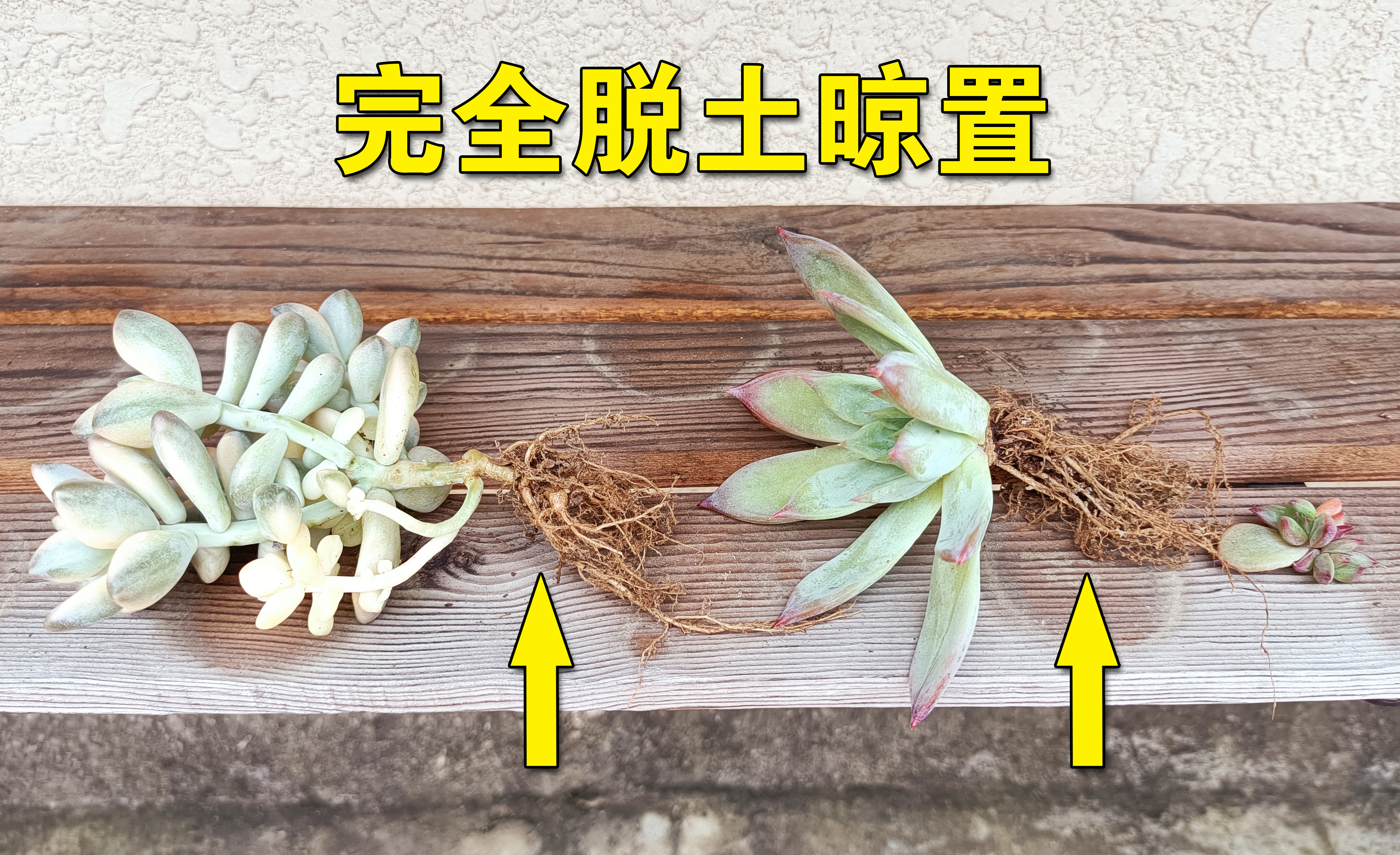 冬季多肉叶片化水是肥害还是受冻,多肉吉娃娃叶片化水怎么办