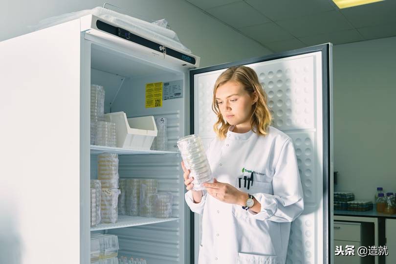 香蕉灭绝时间表,香蕉正面临灭绝的危险