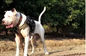 巴基斯坦库达犬多少钱一只,巴基斯坦国家赛冠军库达犬