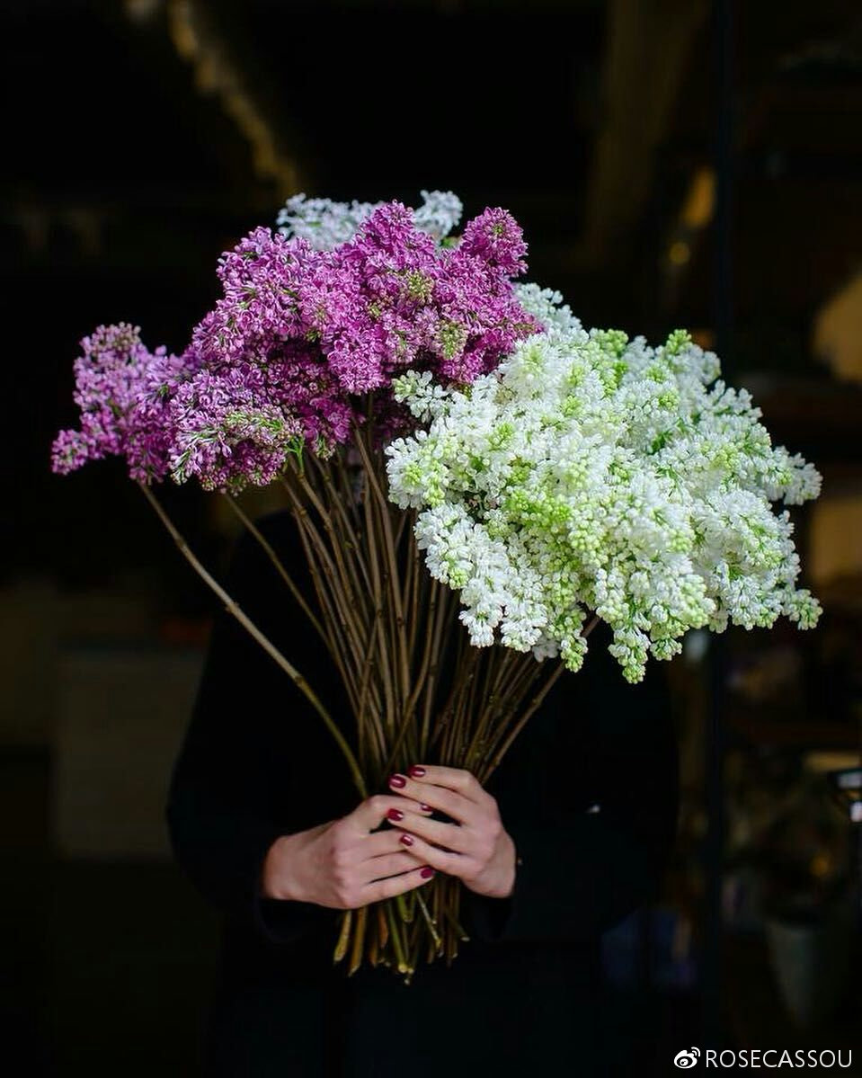 【ROSECASSOU花语笔记】紫丁香