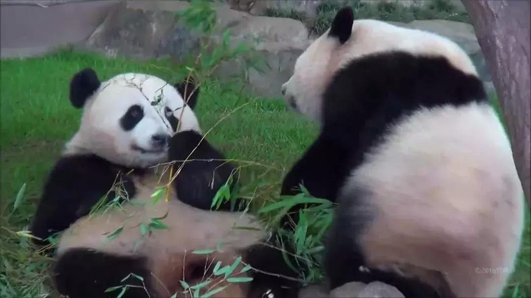安倍访华欲再租大熊猫，旅日熊猫或将突破十只，住所已安排妥当！