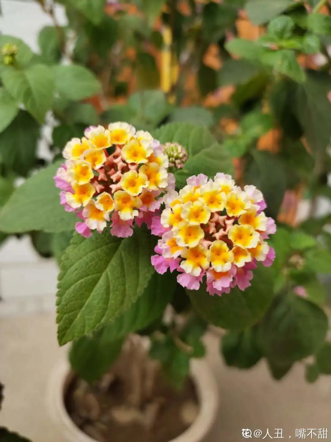 春天开的花有哪些常见又漂亮,十大名花在春天开的有哪些