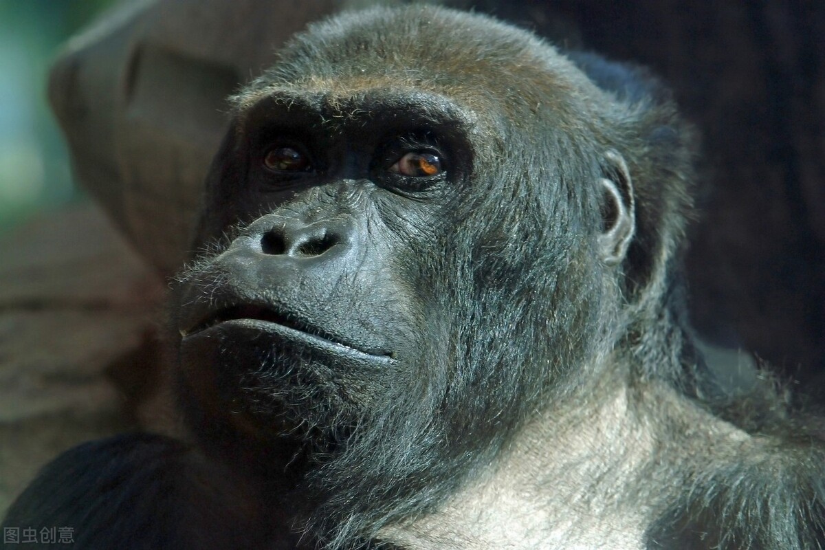 野人95、爷孩居然爱上了小老师莉莉，但莉莉不爱他这个野人