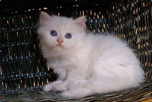 后院猫是什么,后院布偶猫什么意思