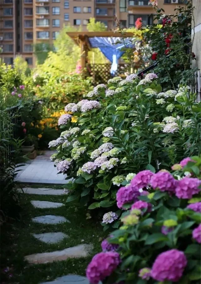 抓住5个关键点,确保阳台盆栽顺利过冬,来年盛开更旺更兴盛