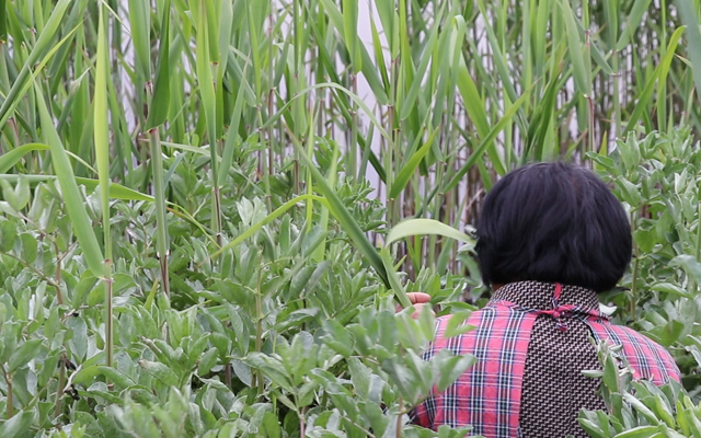 粽子怎样包才甜,粽子怎么包最简单又不露馅