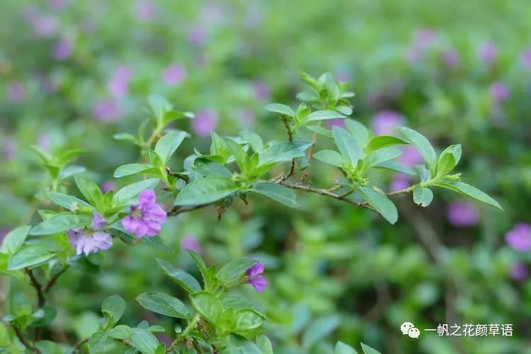 细叶萼距花耐寒吗,细叶萼距花喜光喜阴