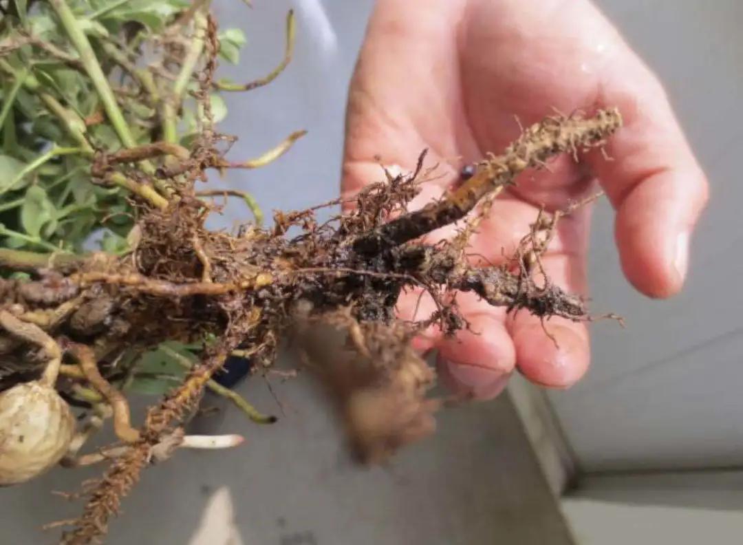 地上害虫怎样防治,土地地下害虫怎么防治