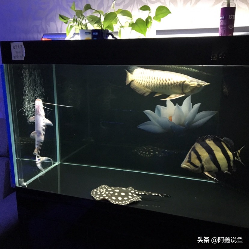 红龙蒙眼用什么药最好,红龙蒙眼很厉害怎么办