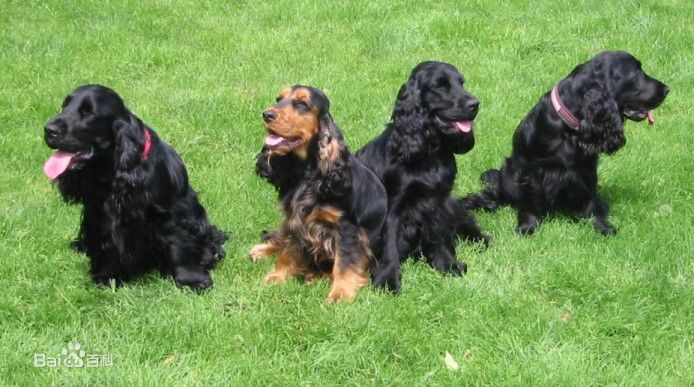 宠物狗小型犬品种排名大全及图片,性格温顺的小型犬有哪些