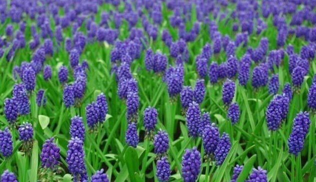 粉色和紫色的植物有哪些,紫色的植物有哪些品种