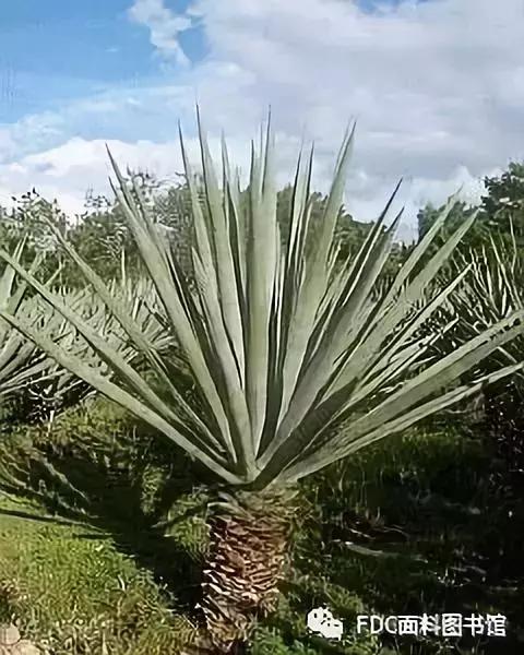 能用来制作面料的植物知多少？（下）