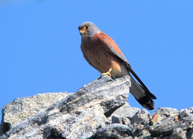 它说吉他前奏,她说钢琴伴奏和弦