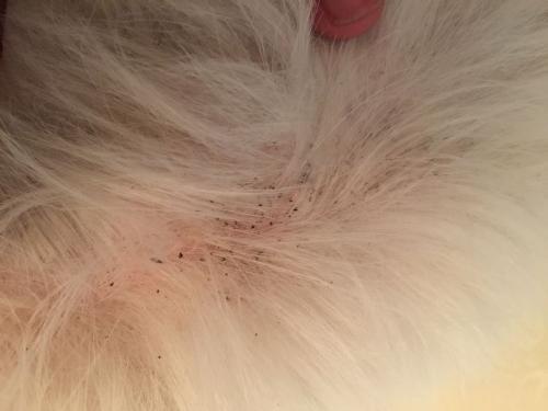 狗狗身上爬满了跳蚤怎么办,狗狗驱虫半个月身上有跳蚤怎么办