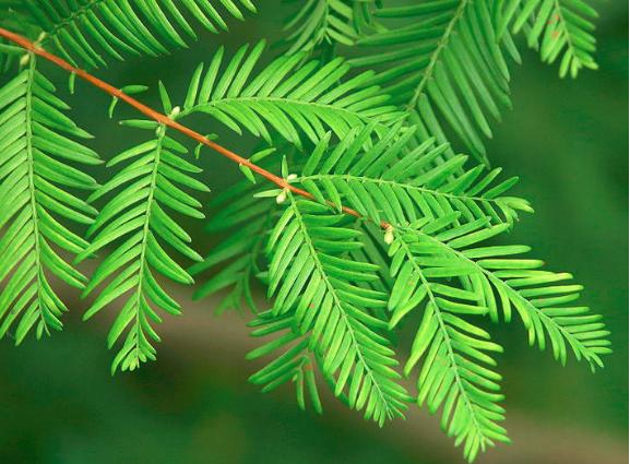 “红豆杉”是什么样子的？终于有点懂了