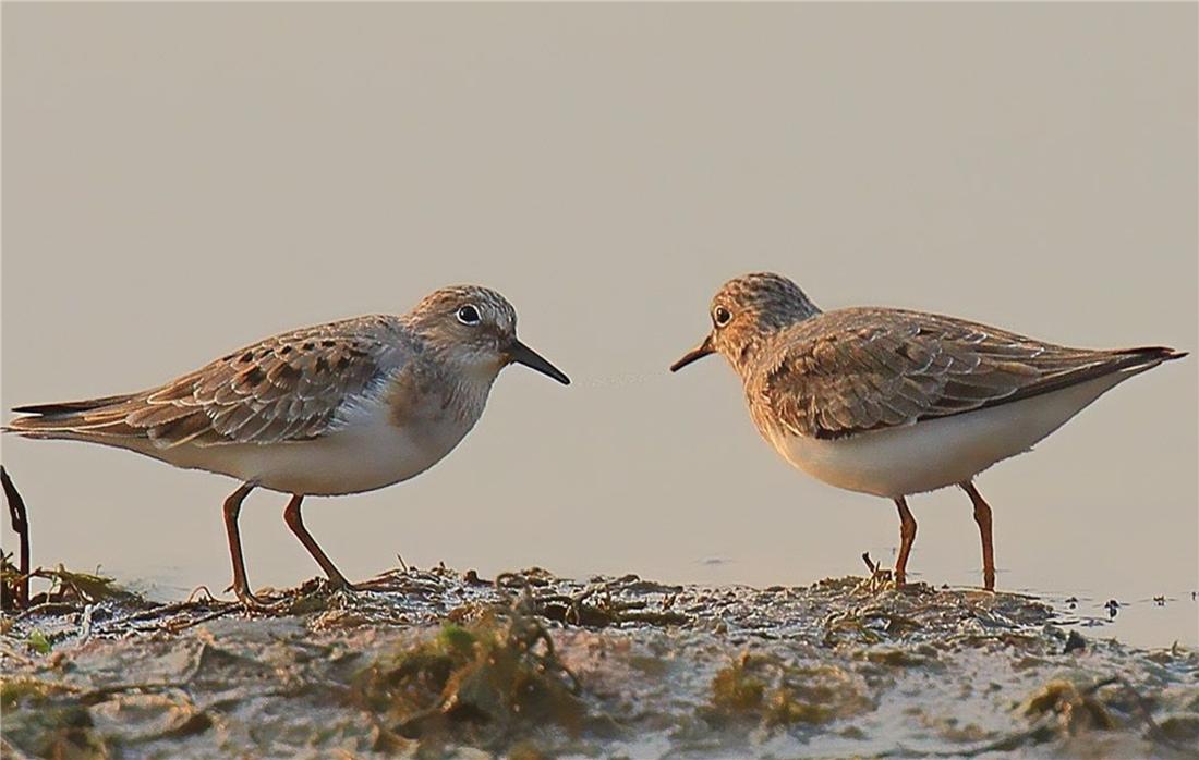 鸟中好爸爸!雌鸟只负责下蛋,孵卵与育幼的任务全留给雄鸟