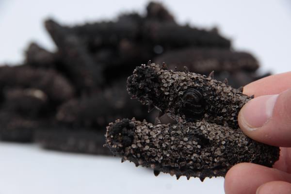 同样的海参泡发不一样大,淡干海参为什么价格相差这么大