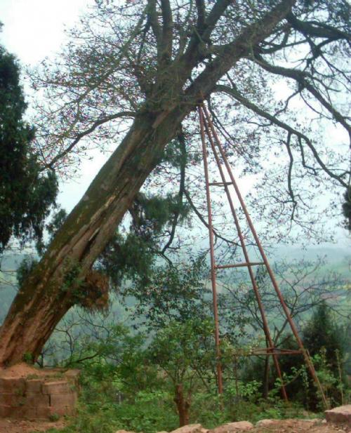［原创]实话乐至凤凰山╱刘兴福