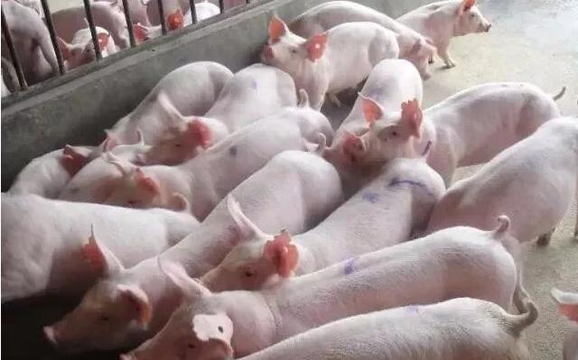 猪场养猪人怎么把猪养好,猪场管理技巧和方法