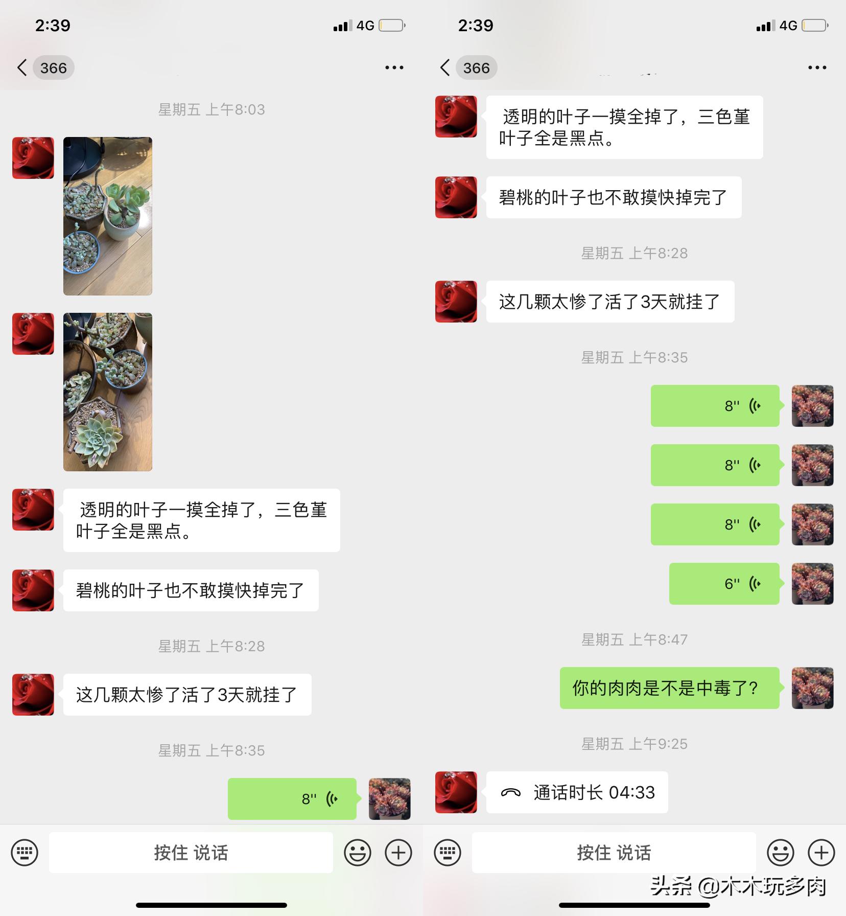 预防多肉化水用的药,多肉事故