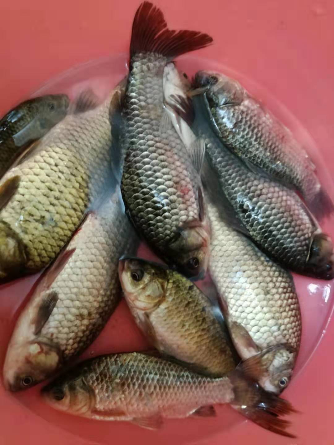 夏季小鲫鱼太多如何钓大板鲫,冬天野钓大板鲫的最佳方法