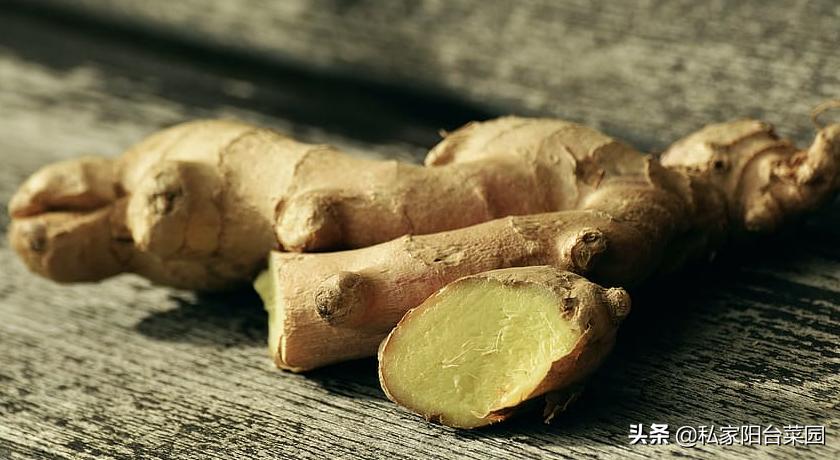 生姜怎样种植才能出姜率高,生姜种植技术怎样选择姜种