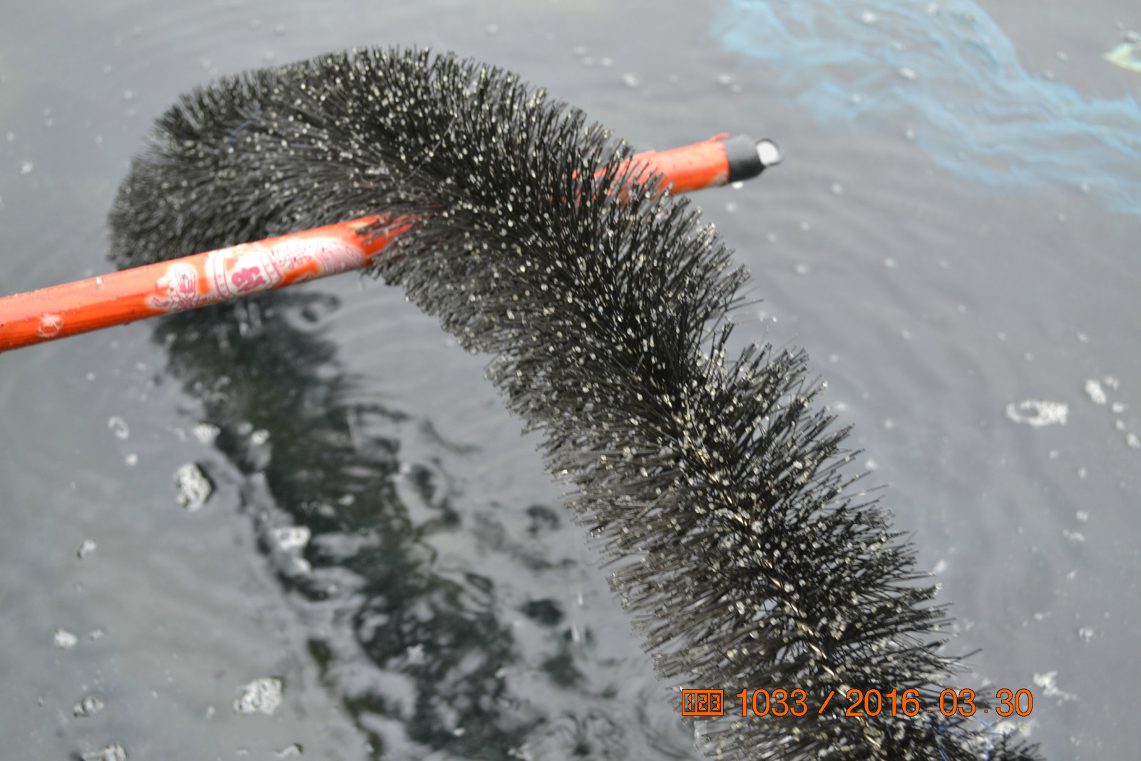 锦鲤池养殖方法图解,锦鲤繁殖全过程纪录片