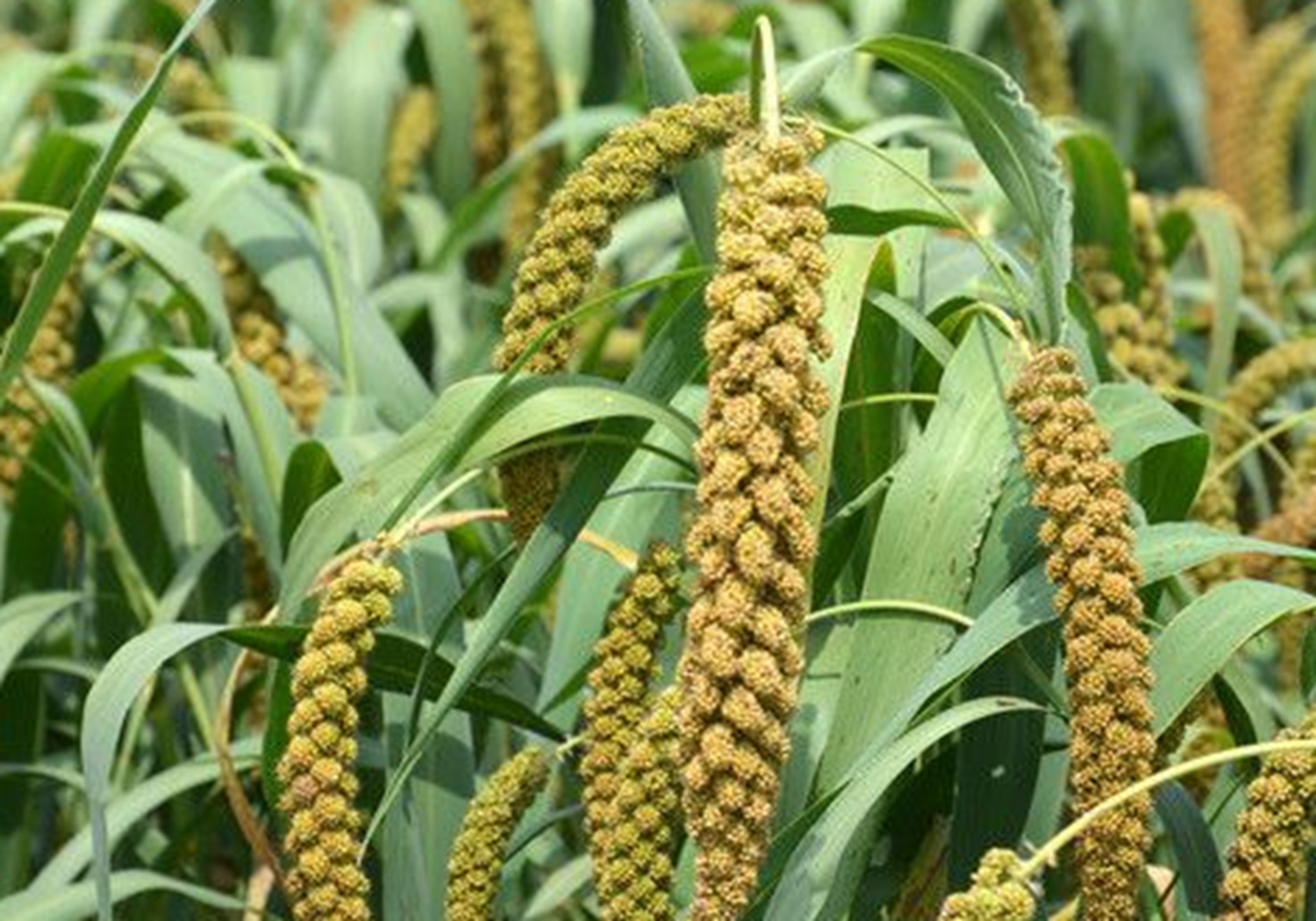 谷子种植，了解其生育阶段，是实现高产的基础，你学会了吗