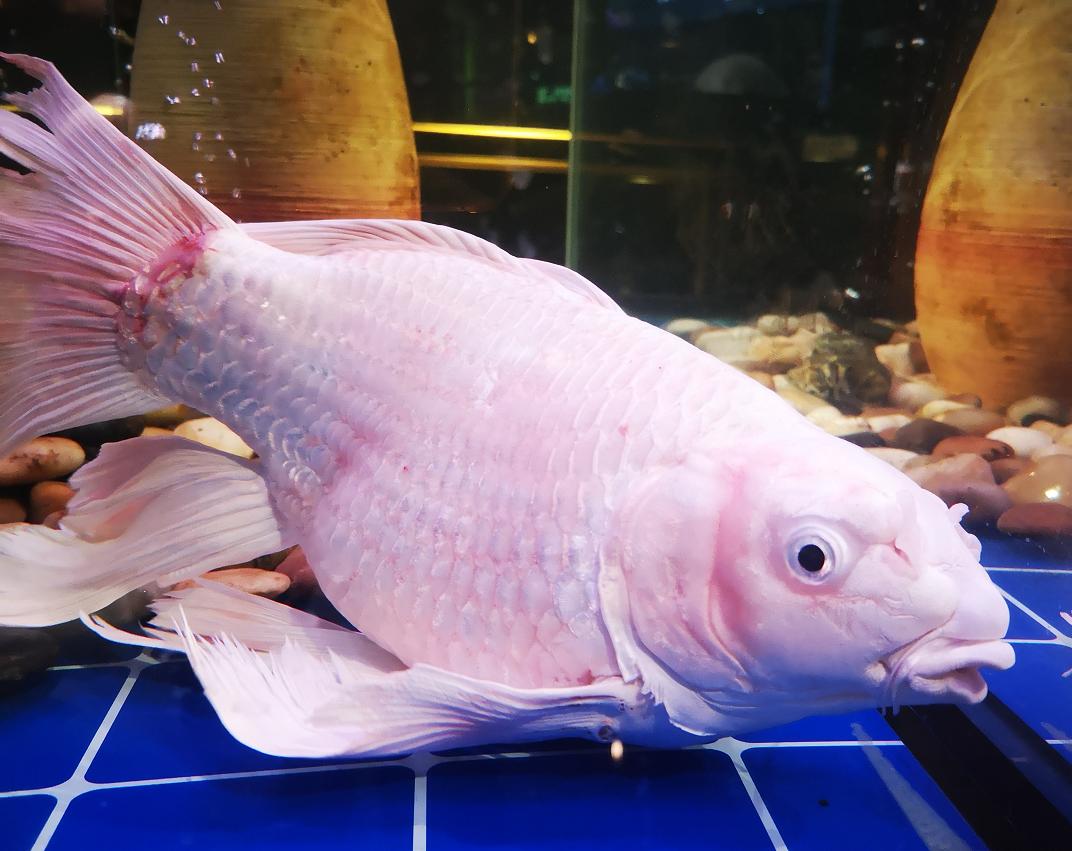 观赏鱼总是打架受伤怎么办,蓝鲨观赏鱼身体被咬外伤怎么办