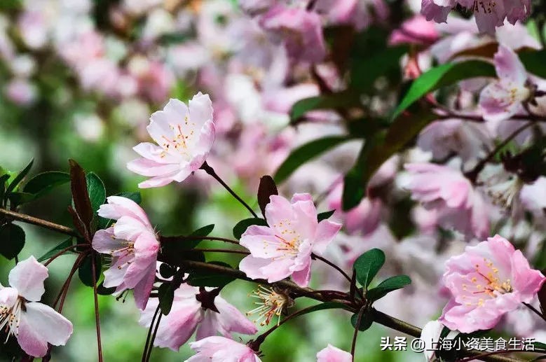 顾村公园一年一度赏樱,顾村公园赏樱点