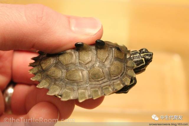 地图龟成体样子,地图龟种类及图解