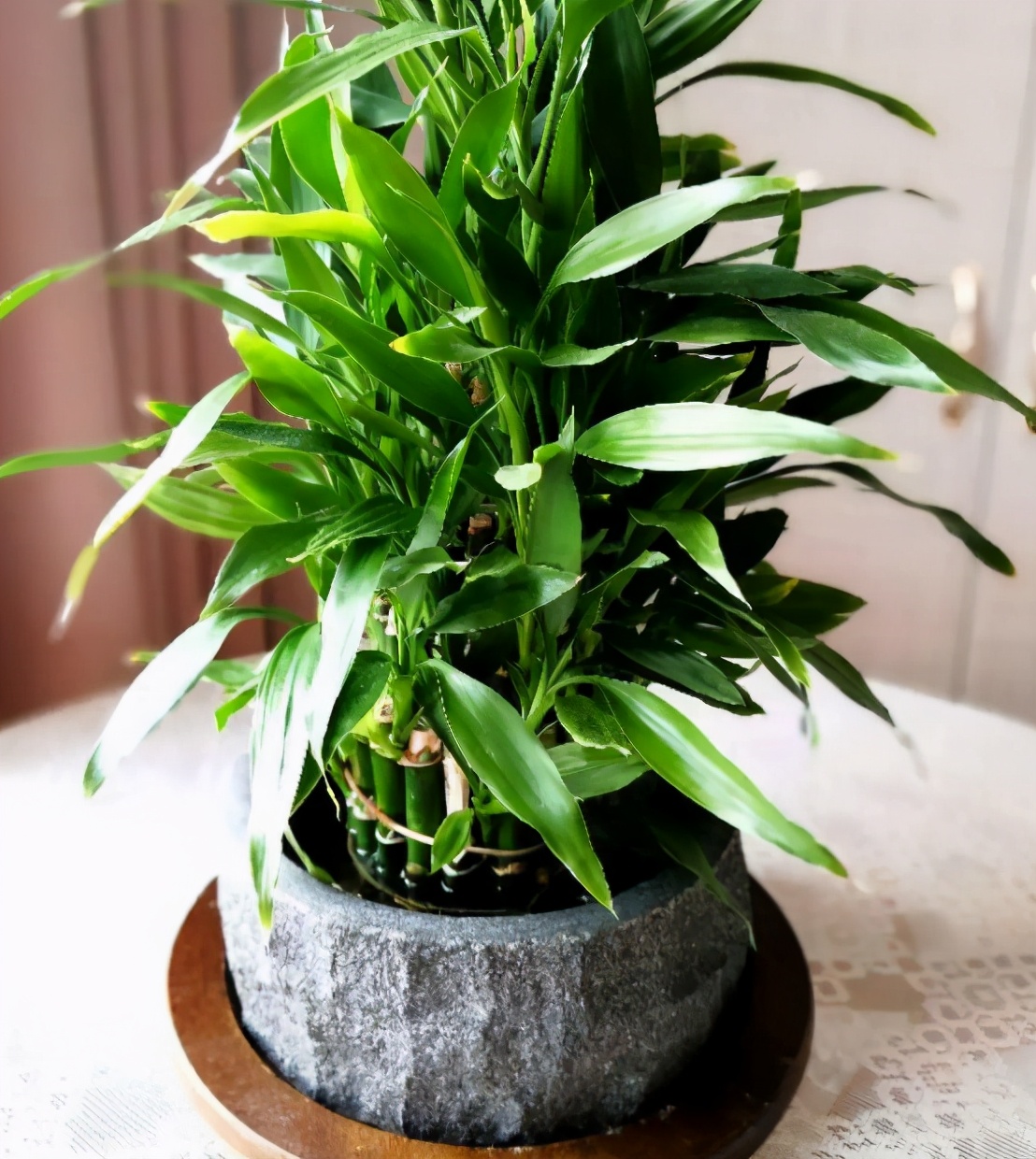 新买的富贵竹枝干，水培迟迟不生根，该怎么解决？