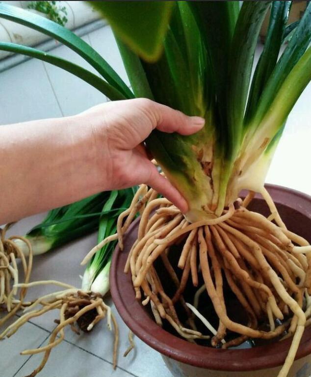 君子兰换盆的正确方法和注意事项,君子兰换盆注意事项及图解