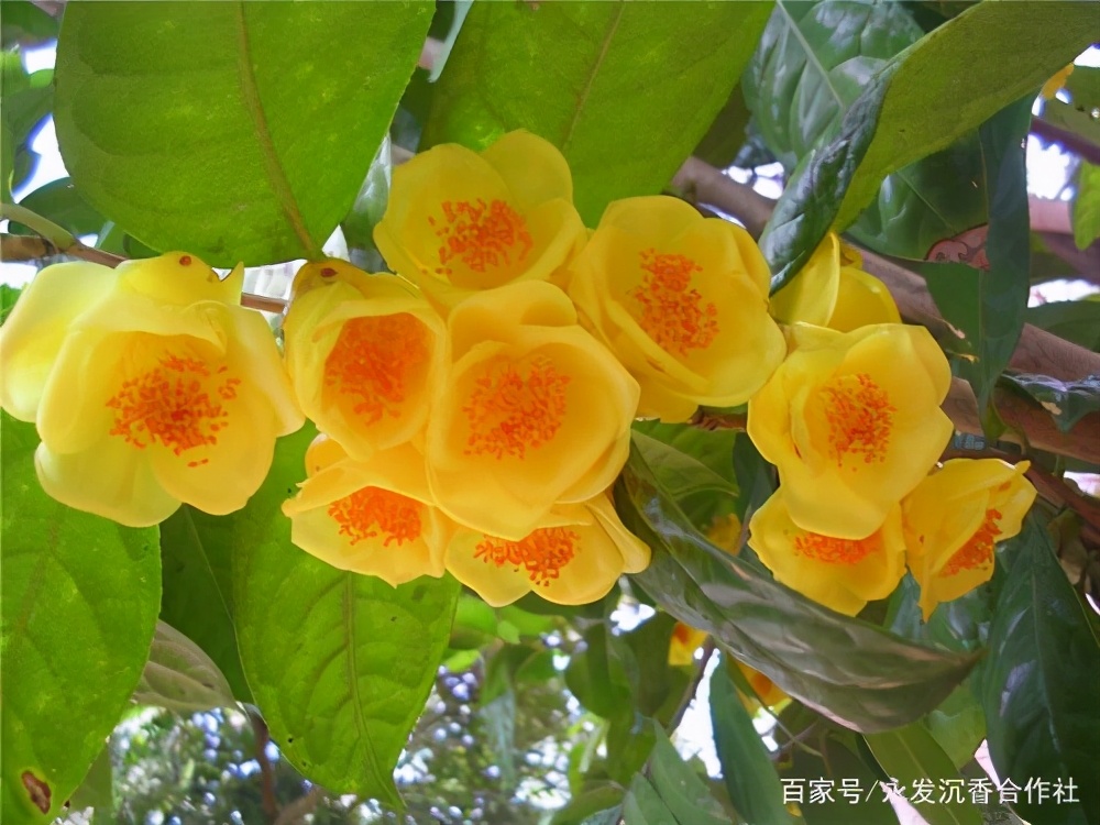 正宗金花茶树苗哪里有卖,金花茶苗在哪里买