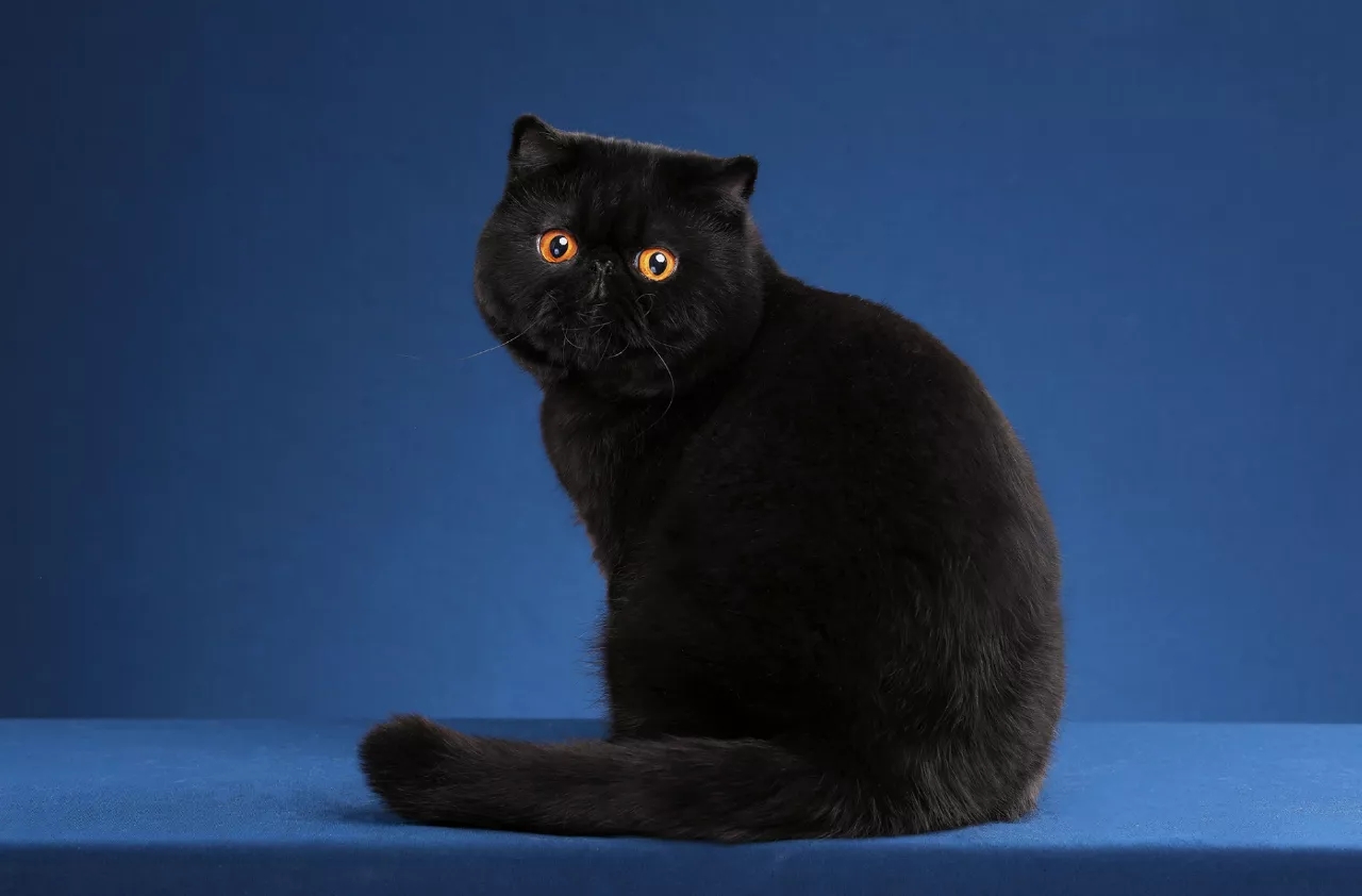 猫舍如何处理猫毛,猫舍买到猫鼻支不退款怎么办