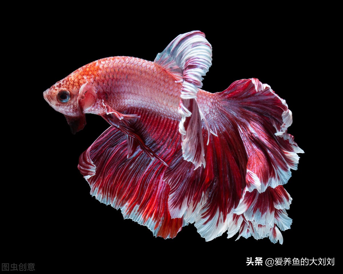 可以花钱买二手鱼缸吗有什么讲究,买二手鱼缸和新鱼缸哪个实惠