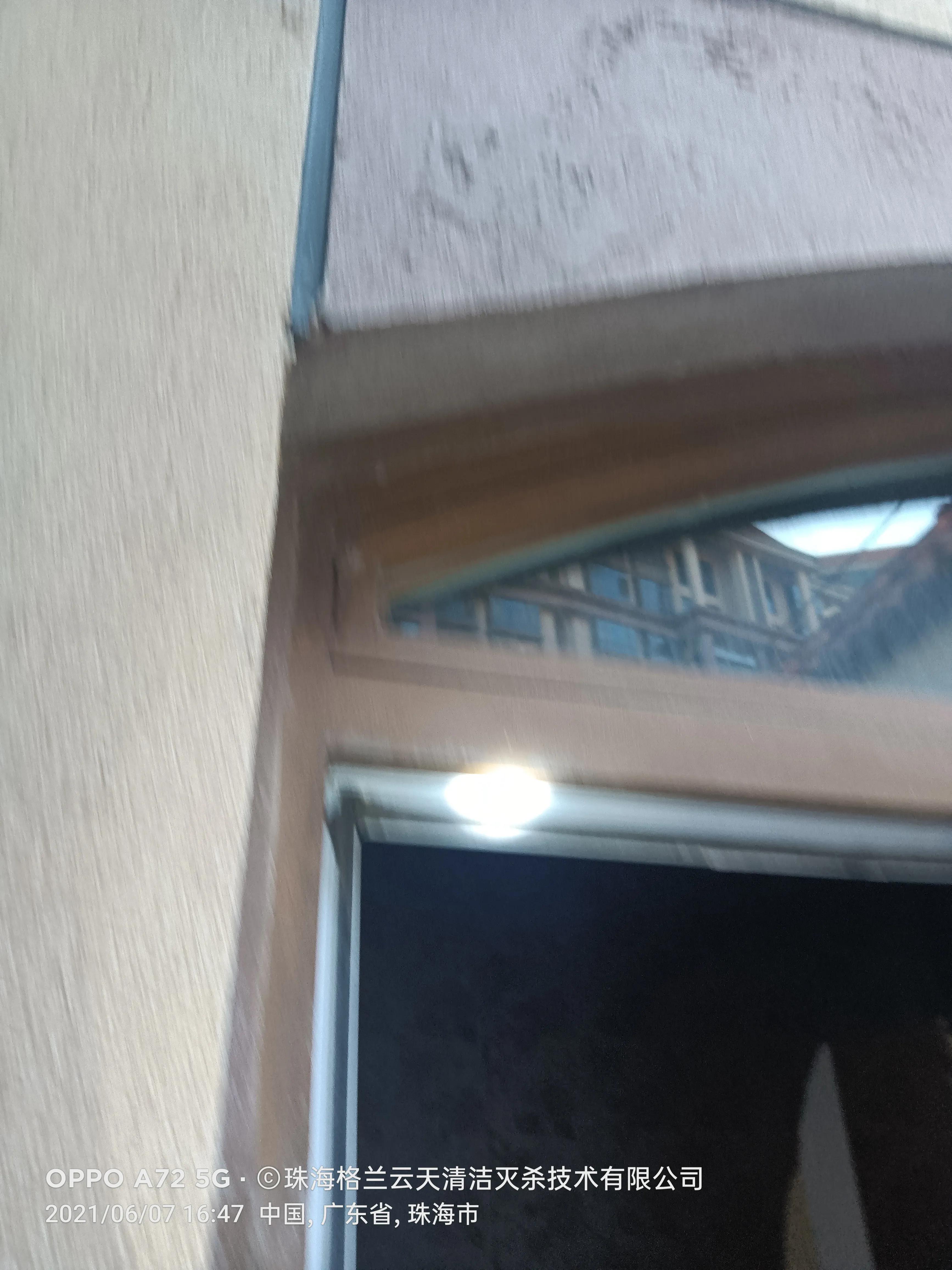 珠海白蚁防治公司现场灭杀白蚁,珠海白蚁防治