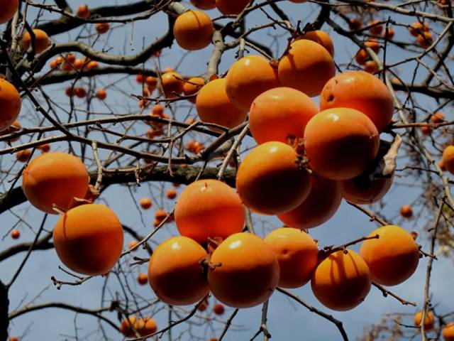 自然风干柿子,柿子风干的方法