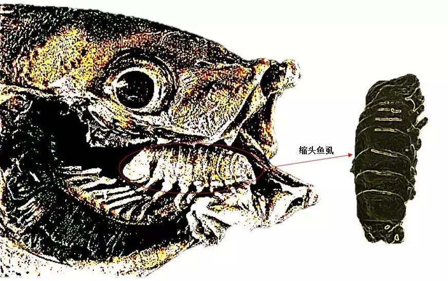 “无耻”食舌虱：一生只为硬给鱼个新“舌头”！它的危害有多大？