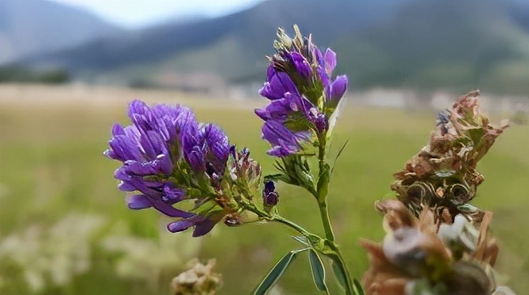 天堂*藏西**-好吃的草成了扶贫开发的头号工程，牛羊就快乐起来啦